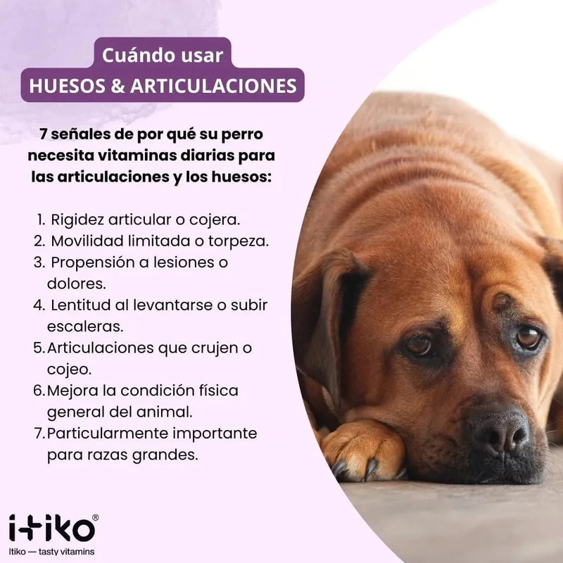 Condroprotetor para cães grandes e pequenos | proteção de ossos e articulações para cães, com mexilhão de lábios verdes, MSM, glucosamina, condroitina e ômega 3 para cães