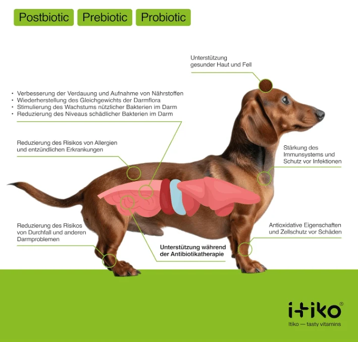 Snacks Probióticos Digestivos para cães - Promove a digestão - Alternativa à argila curativa - Capa de Psyllium - Complemento alimentar para diarreia em cães