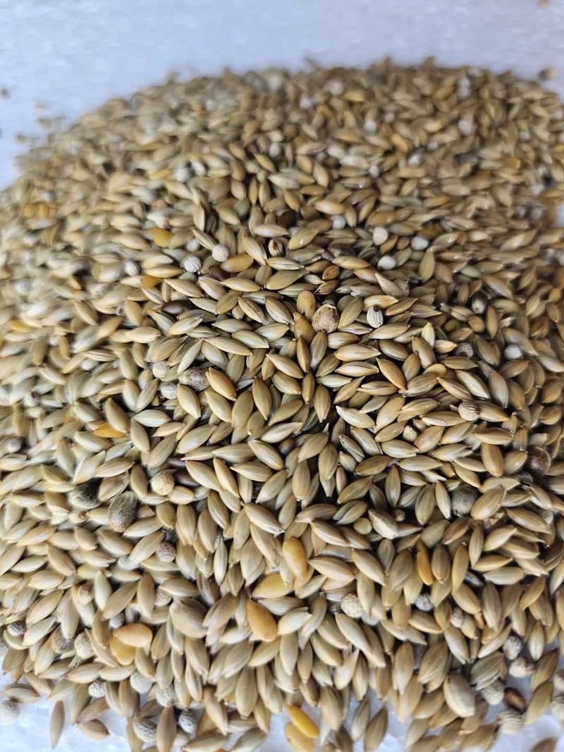 Ausgezeichnete SUPER AVIARIUM Mischung Canari Light Seed 4kg Ornizìn