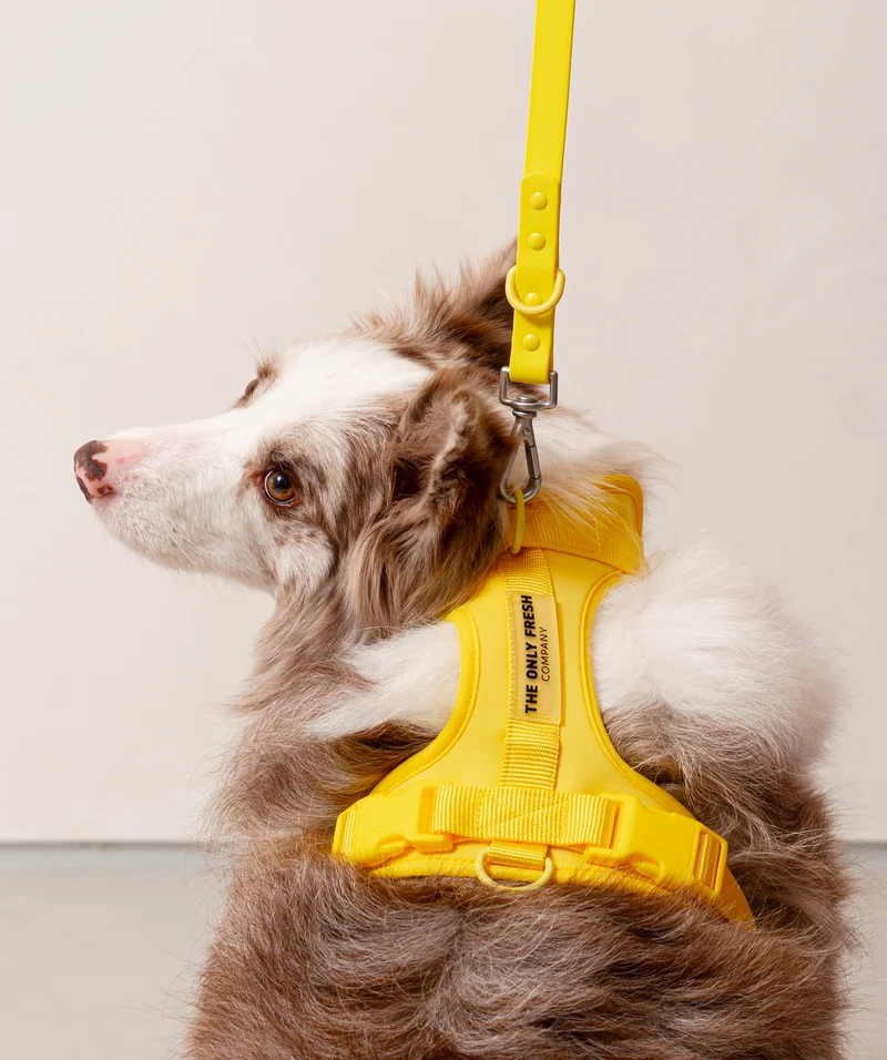 Smart Harness - Yellow