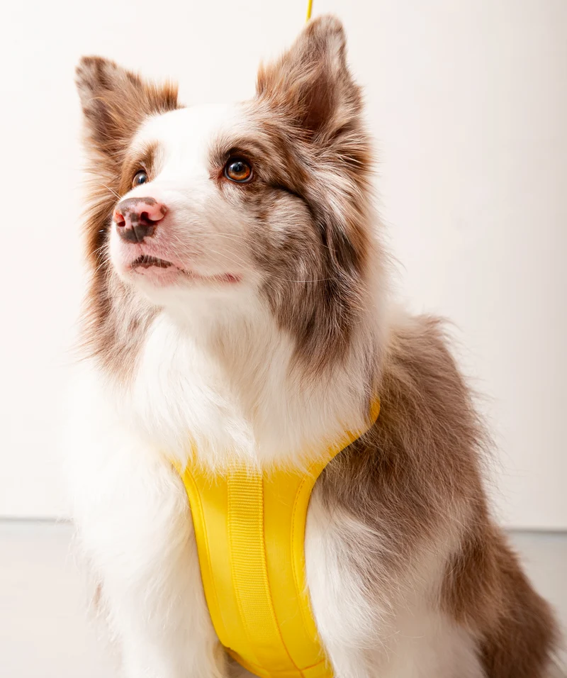 Smart Harness - Yellow