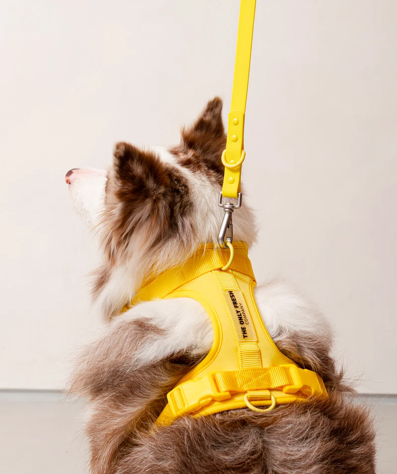 Smart Harness - Yellow