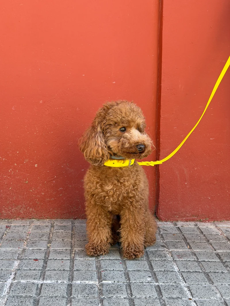 Smart Dog Leash - Yellow