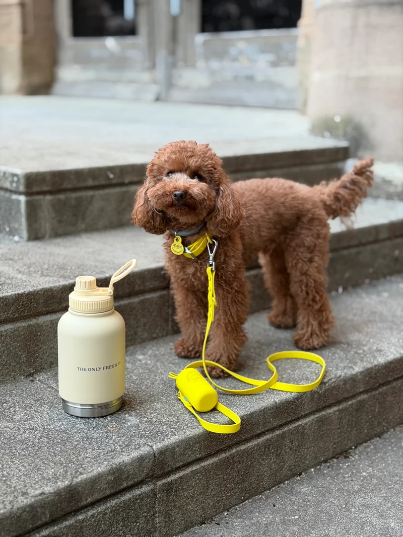 Smart Dog Leash - Yellow