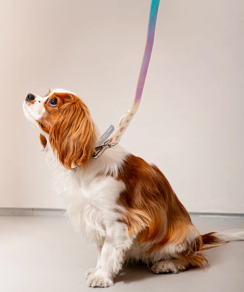 Smart Dog Collar - Lunar