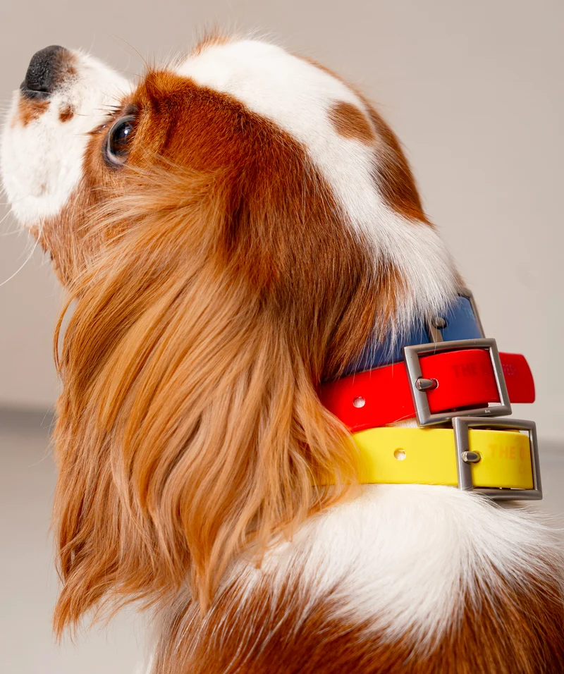 Smart Dog Collar - Multicolor