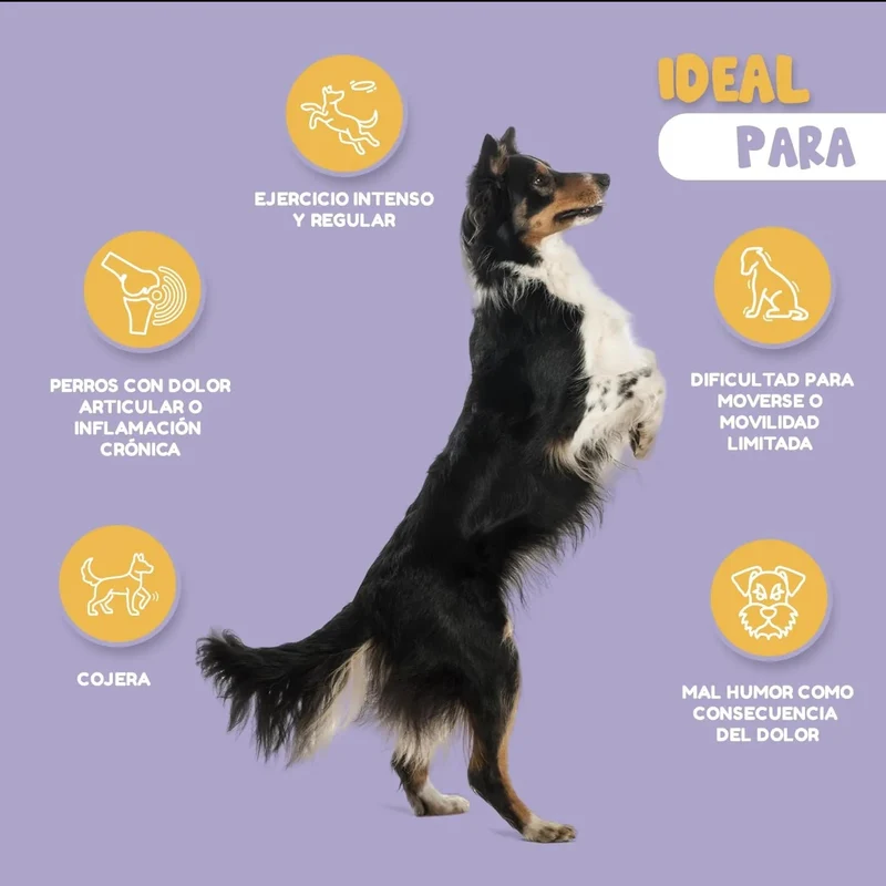 Woffy FlexiJoint Condroprotetor para cães grandes e pequenos com glucosamina, condroitina, anti-inflamatório 100% natural, melhora a mobilidade e a saúde articular