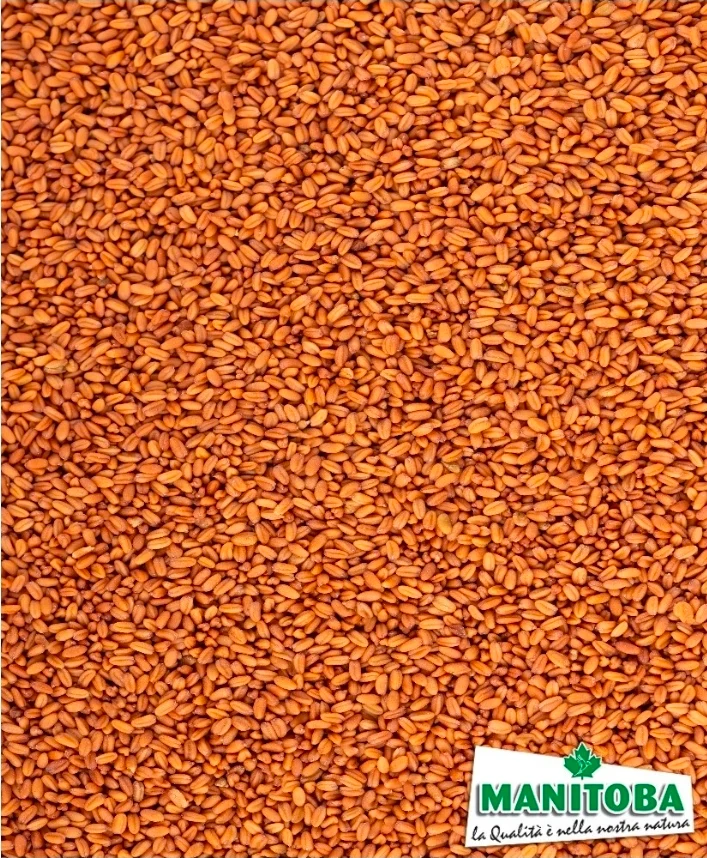 Gold des Genusses (hat die Eigenschaften von Hanfsamen (kleiner Senf) 1 kg - Manitoba)