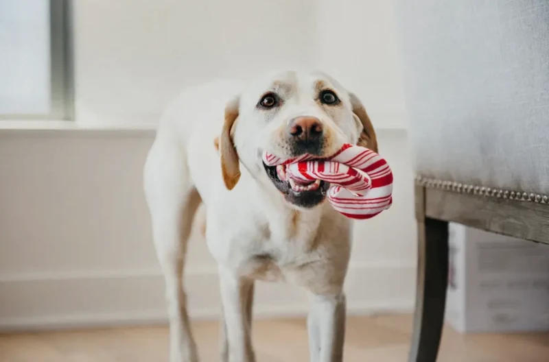 Hundespielzeug Zuckerstangen