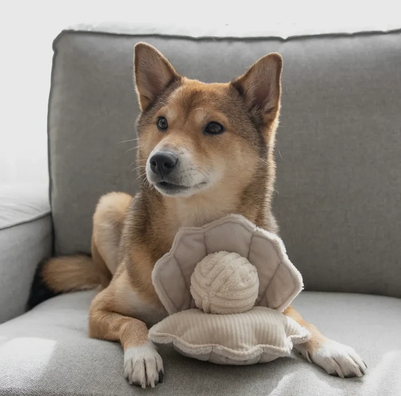 Hundespielzeug Muschel