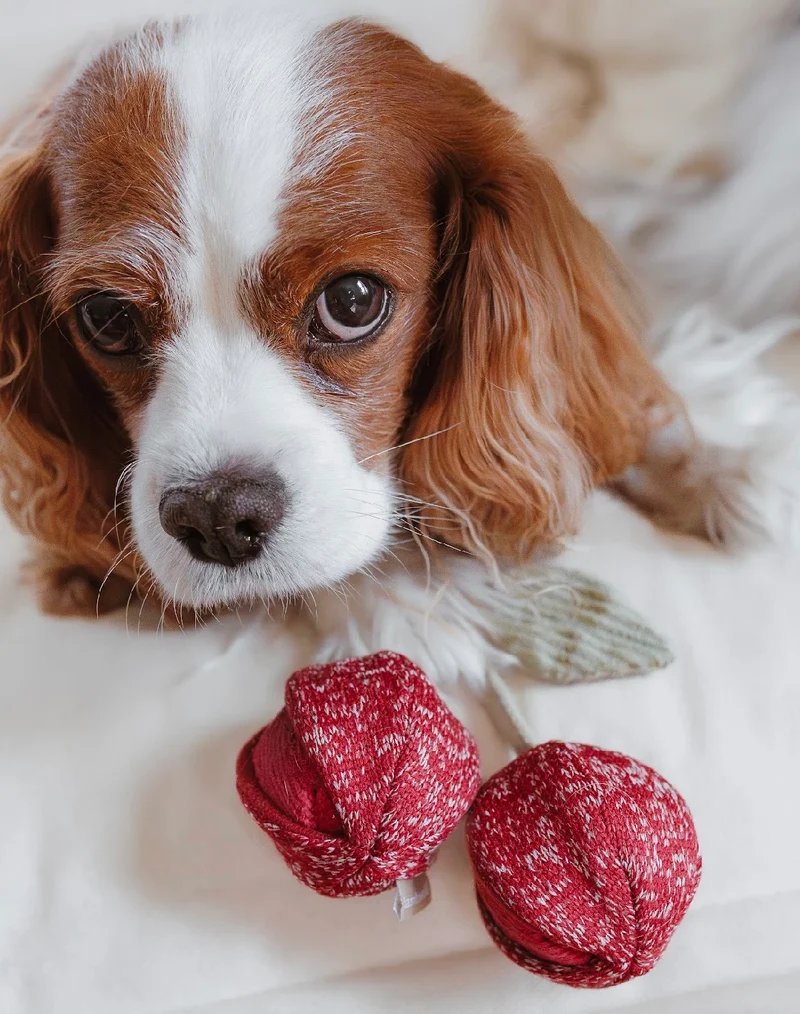 Hundespielzeug Cherry Pop