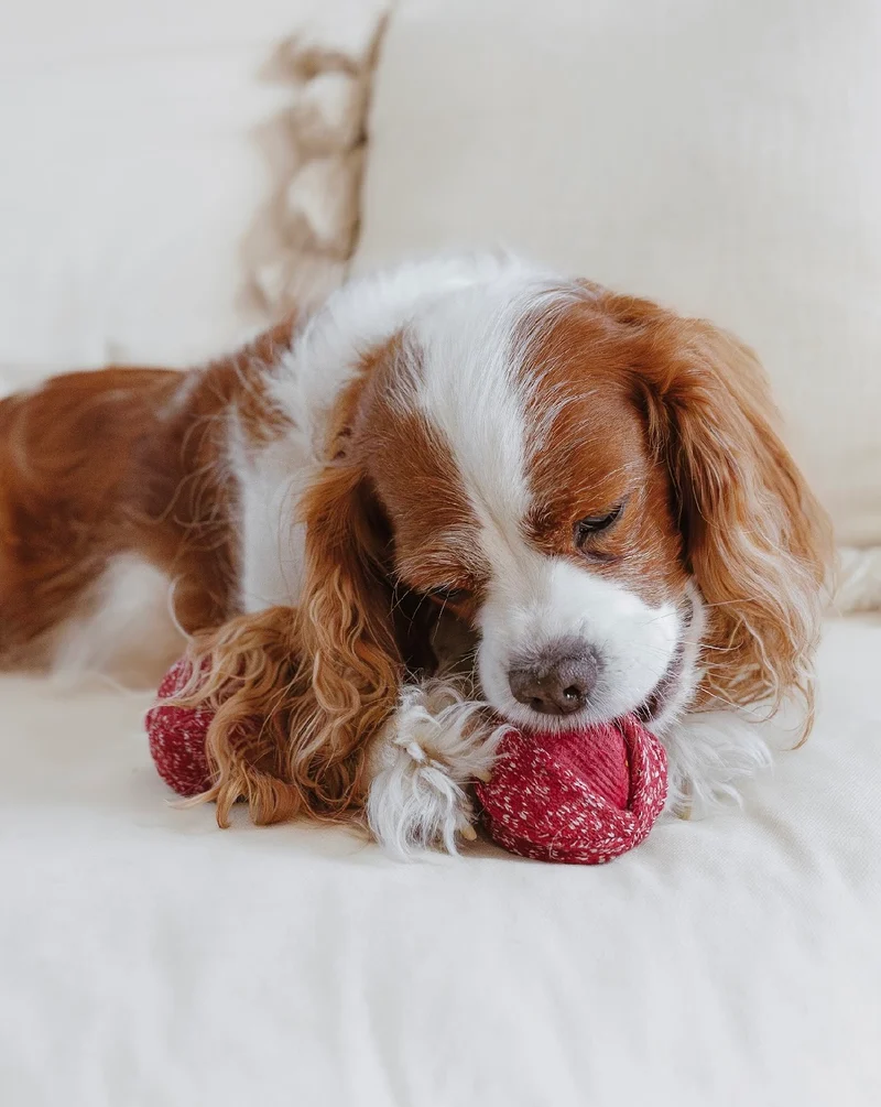 Hundespielzeug Cherry Pop
