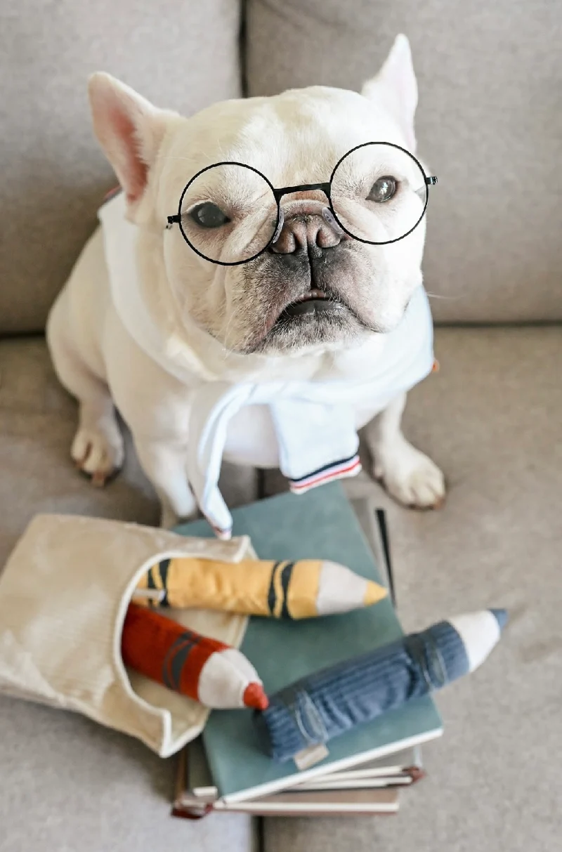 Hundespielzeug Buntstifte