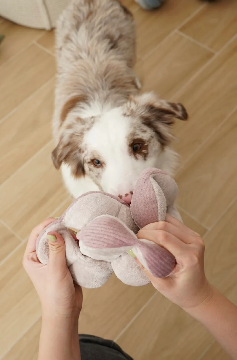 Hundespielzeug Monti