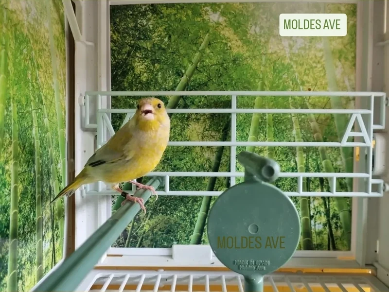 Fotokäfig & Präsentationskäfig - MA Käfig - Moldes Avenue