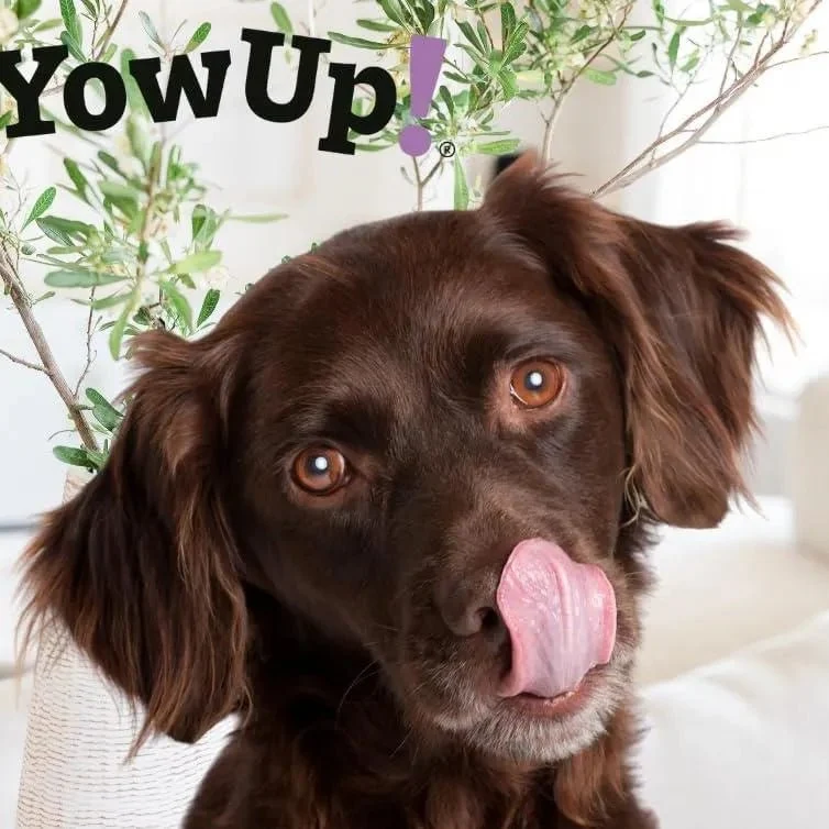 YowUp! Yogurt para cães: Snacks deliciosos naturais e saudáveis para o seu Pet (6 unidades) (3 natural + 3 salmão)