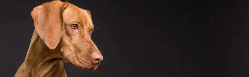 Dermipet Supra para Alergias e intolerâncias em gatos e cães - Botão Frutescens, Rihzoma Curcumae, Quercetina, vitamina C