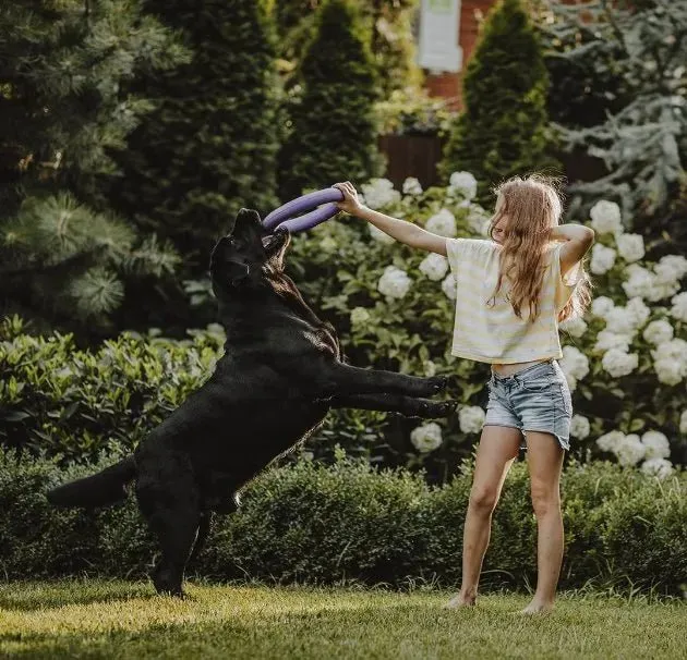 MOOIZA Vita - 21 multivitaminas e minerais para cães e gatos, aminoácidos, complexo vitamina B com vitamina A, C, D3 - zinco - iodo - cálcio - apoio imunitário - ossos
