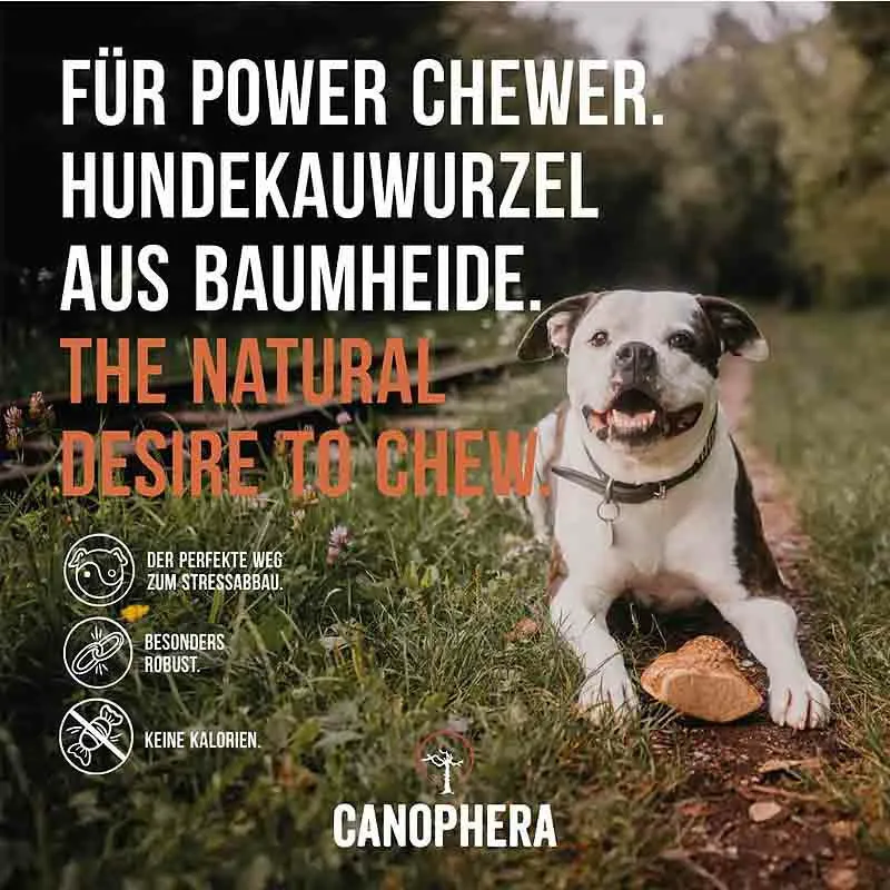 Hundekauwurzel aus Baumheide