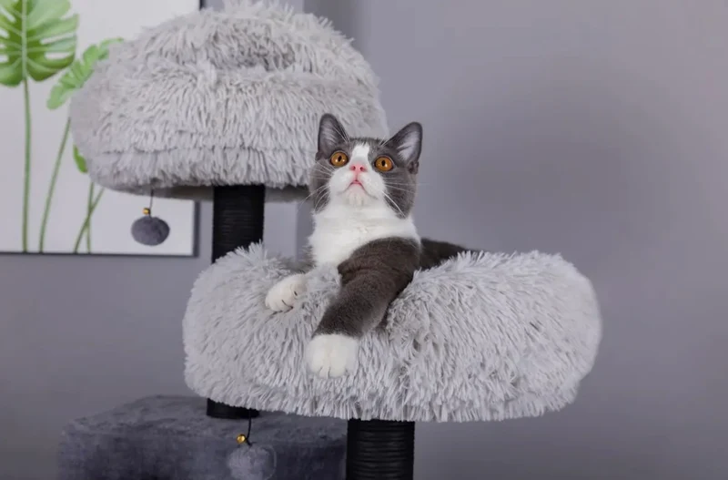 Catry Bradbury Kratzbaum, 7-stöckig, Grau