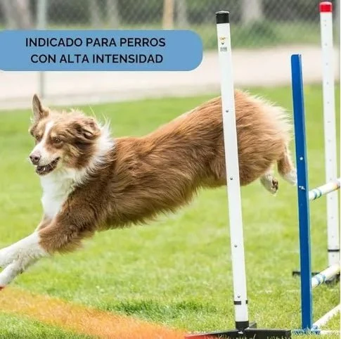 Doxel Articulações 1 L, Flex and Joints, óleo para cães, suplementos naturais nutricionais, antioxidantes, recuperação muscular, sistema imunitário reforçado