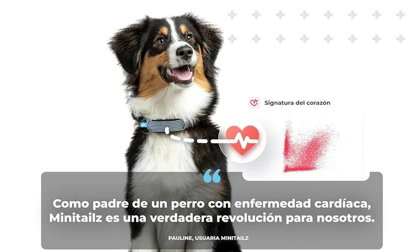 Rastreador de saúde e GPS para cães #1 - informação cardíaca e respiratória - localização em tempo real - análise de atividade e bem-estar - compacta, leve e fácil de instalar