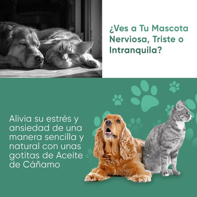 Óleo de cânhamo 100 % puro para cães e gatos 60 ml, calmante e anti-stress, ômega 3, 6 e 9, melhora o sono e cuida das suas articulações, pele e pêlo, sem sabor