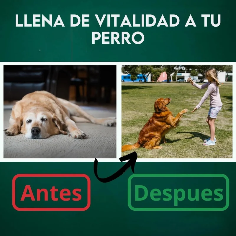 DISANE Condroprotetor para cães | Condoprotetor para cães natural para o cuidado das articulações dos cães, protege e restaura ossos, com colagénio marinho