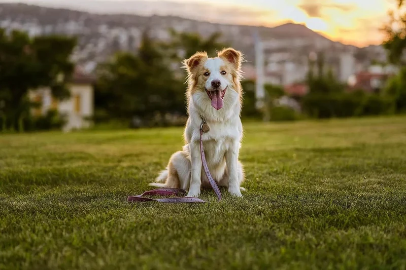 Tickless EcoPet - Repelente Ultrasónico de Carraças e Pulgas - para cães, natural, biodegradável e livre de produtos químicos - Castanho