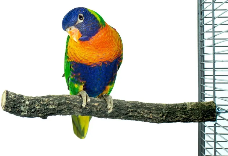 Kork-Sitzstange M ± Ø4 - 35cm - Zurück Zoo Nature
