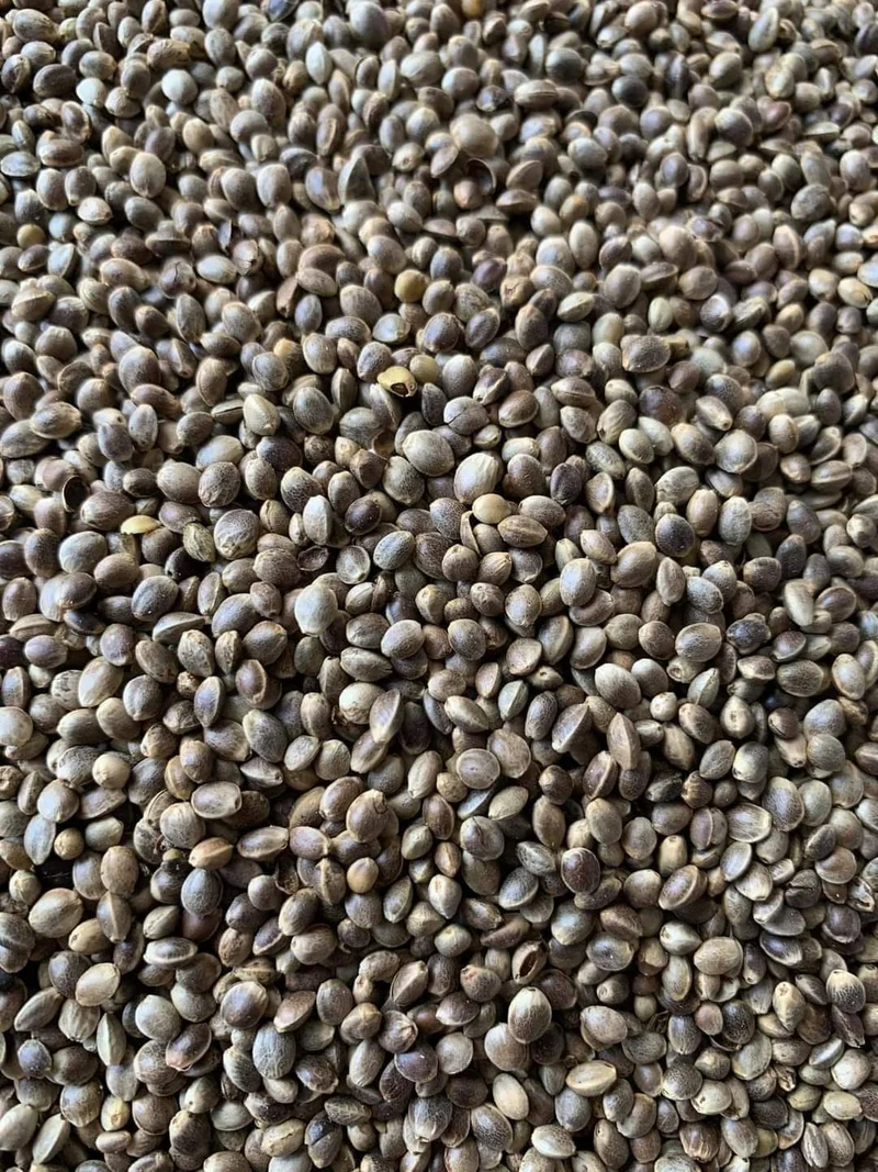 Hanfsamen (Hanfsamen) 1kg
