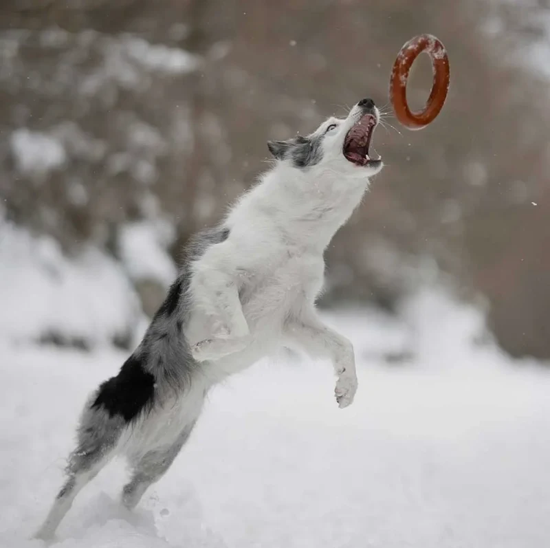 Bite Hundespielzeug