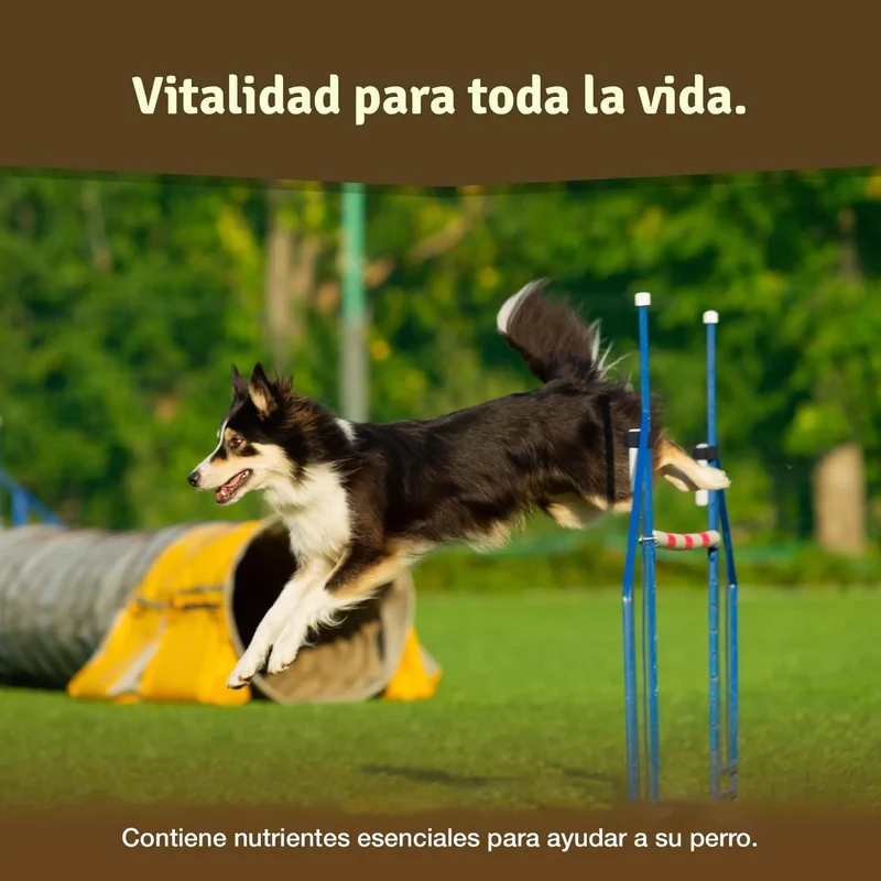 Comprimido condroprotetor para as articulações de cães com MSM, harpagófito, glucosamina, colagénio para fortalecer os ossos (125 cápsulas com hialurão e ômega3)