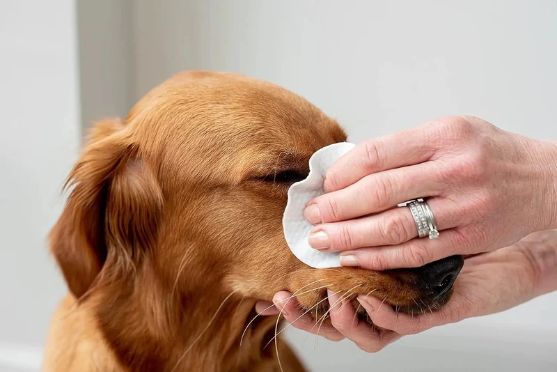 Toalhetes de olhos com aloé vera para limpar cães e gatos, extra grandes