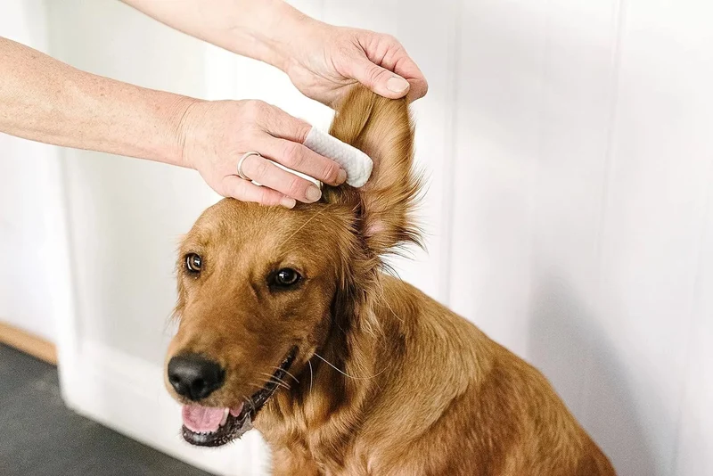 Toalhetes para os ouvidos de cães e gatos. Limpam, acalmam e desodorizam com ingredientes ativos naturais, aloé vera, hamamelis, óleo da árvore do chá e extrato de camomila azul