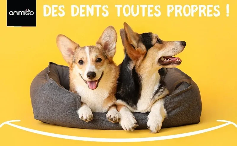 Kit Pasta Dentífrica para Cães 2x100 gramas Sabor a Menta + Escova de dentes 3 cabeças + 1 Dedeira - Anti Tártaro, Anti Mau Hálito - Cuidado orail para cães