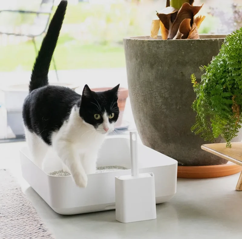 Katzentoilette | Weiss