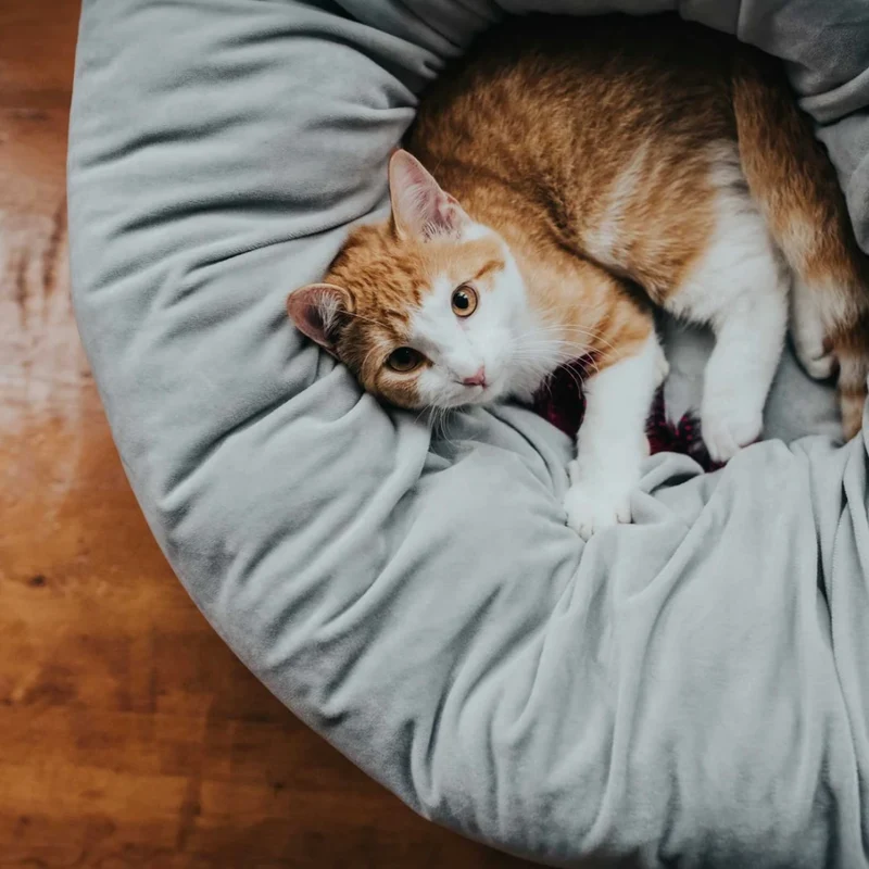 Bett Hund/Katze Miranda Polyester grau