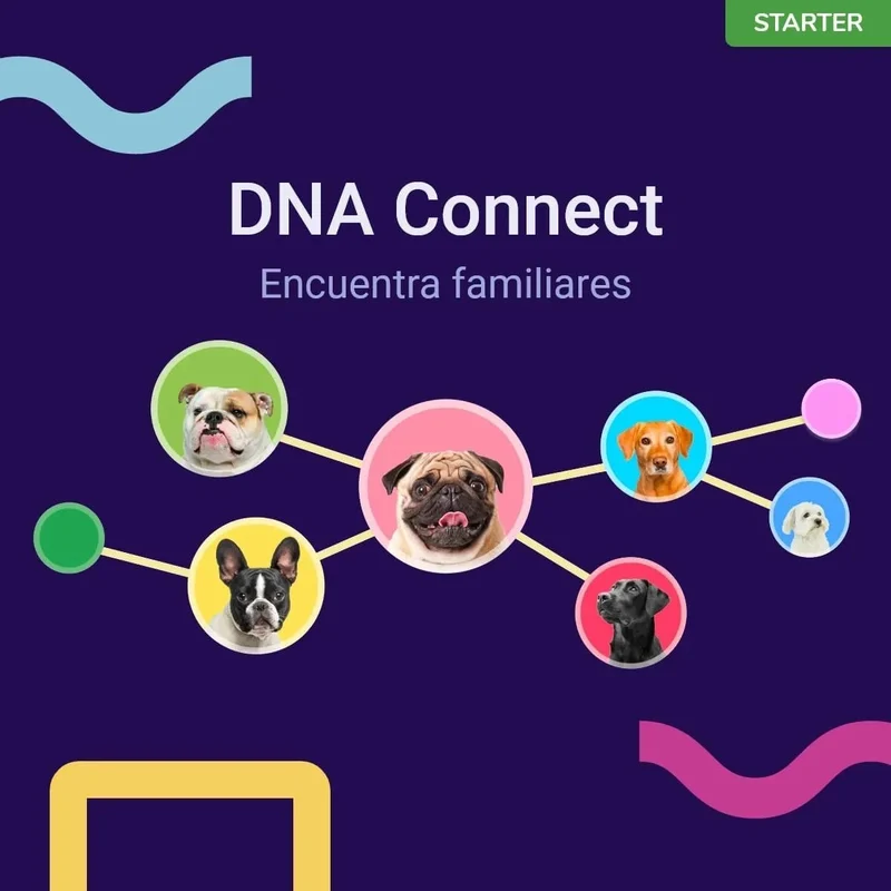 Teste DNA para Cães Starter - (Relatórios de raças e características) - atualizações sem custo