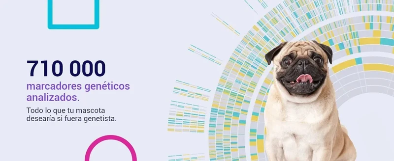 Teste DNA para Cães Starter - (Relatórios de raças e características) - atualizações sem custo
