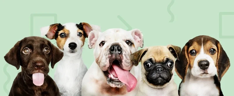 Teste DNA para Cães Starter - (Relatórios de raças e características) - atualizações sem custo