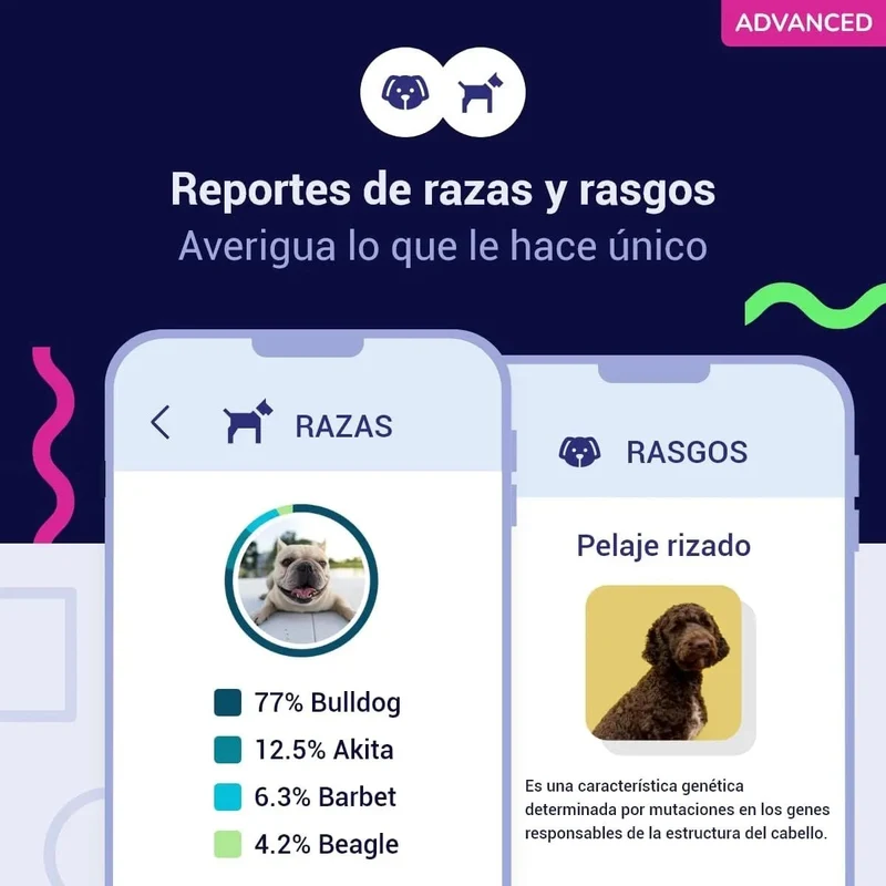 Teste DNA para Cães Advanced - (+ 150 relatórios de corrida, saúde e traços) - atualizações sem custo