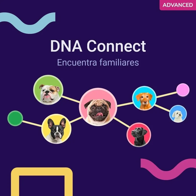 Teste DNA para Cães Advanced - (+ 150 relatórios de corrida, saúde e traços) - atualizações sem custo