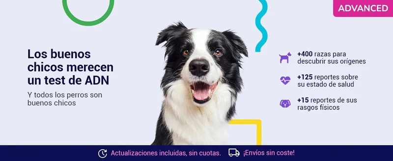 Teste DNA para Cães Advanced - (+ 150 relatórios de corrida, saúde e traços) - atualizações sem custo