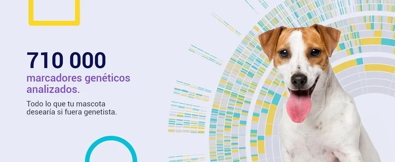 Teste DNA para Cães Advanced - (+ 150 relatórios de corrida, saúde e traços) - atualizações sem custo