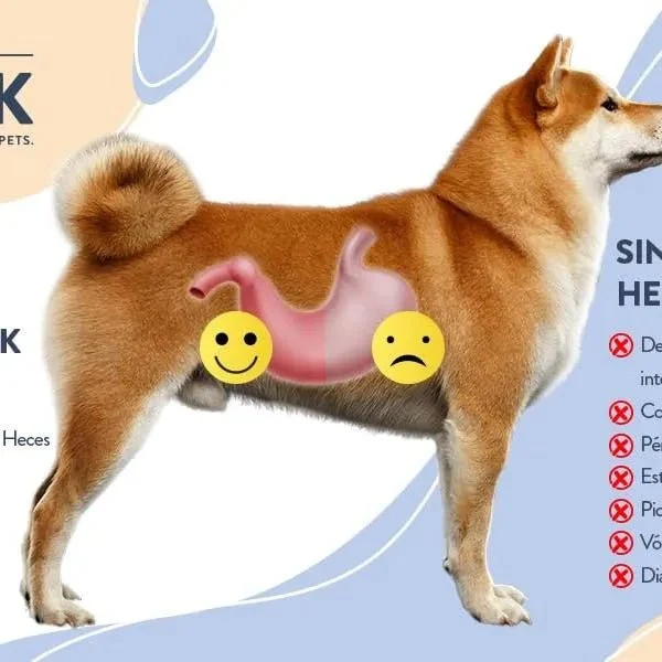 Hello Jack Digest Suplemento para cães - Guloseimas mastigáveis para cães para digestão, saúde intestinal e consistência das fezes - sabor de manteiga de amendoim