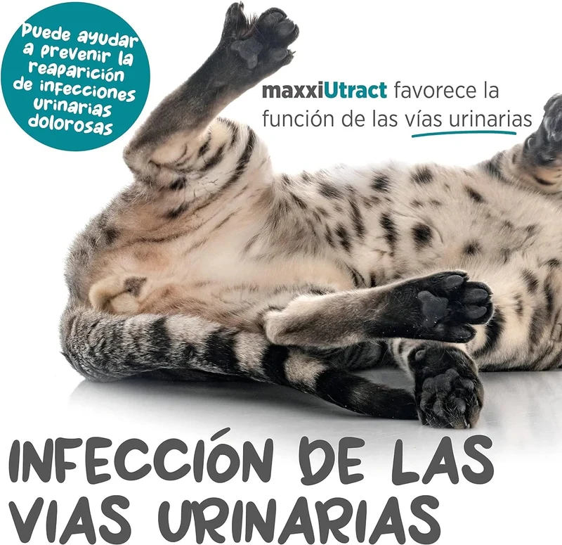 maxxiUtract Suplemento urinário e vesical para gatos - Ajuda à saúde do sistema urinário, controlo da bexiga e recorrência de ITU - com mirtios (em pó: 90 gramas)