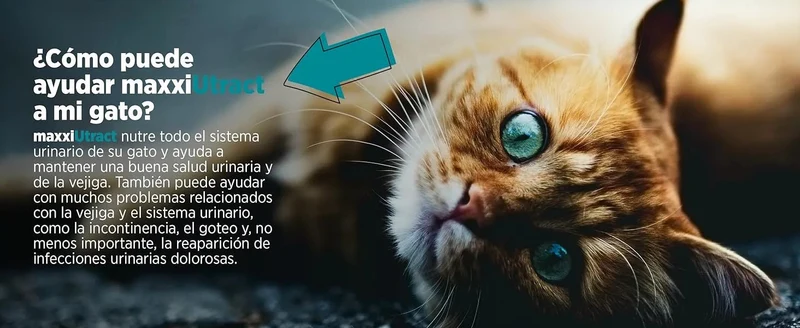 maxxiUtract Suplemento urinário e vesical para gatos - Ajuda à saúde do sistema urinário, controlo da bexiga e recorrência de ITU - com mirtios (em pó: 90 gramas)