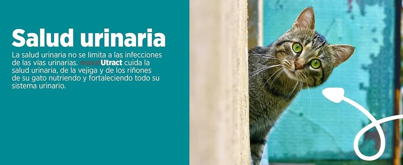 maxxiUtract Suplemento urinário e vesical para gatos - Ajuda à saúde do sistema urinário, controlo da bexiga e recorrência de ITU - com mirtios (em pó: 90 gramas)