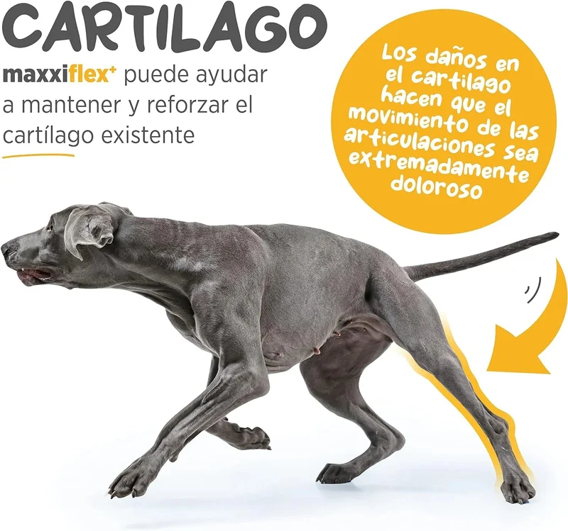 maxxiflex+ Suplemento avançado para as articulações do cão - glucosamina, condroitina, MSM, ácido hialurónico , garra do , bromelina, açafrão